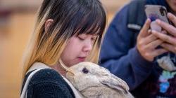 A student snuggles with a bunny.
