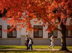 Students walking near the quad in the fall with a tree in full fall bloom.